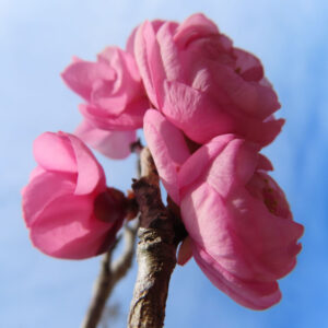 ウメの早春に香る梅を撮影した花写真