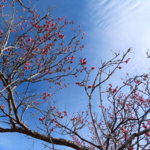 ウメの早春に香る梅を撮影した花写真