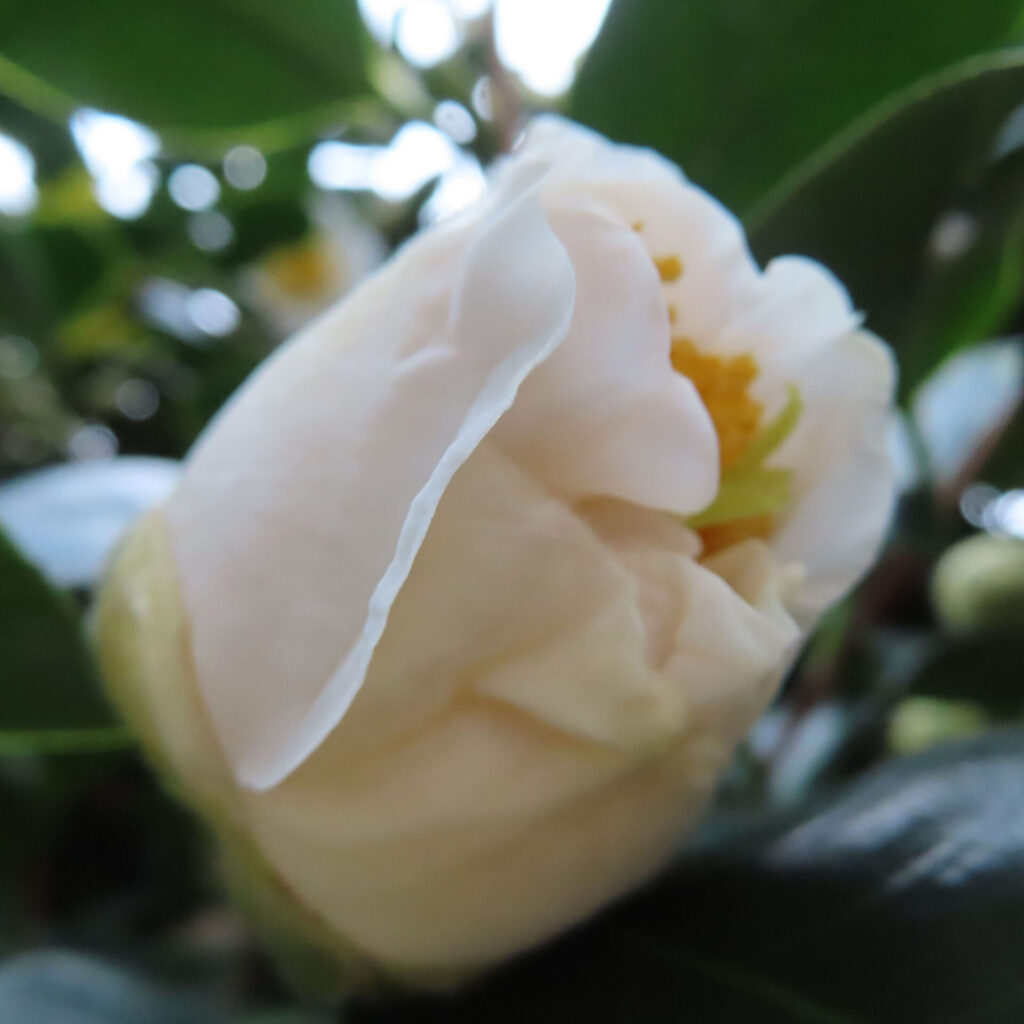 ツバキ（椿）　の無料写真