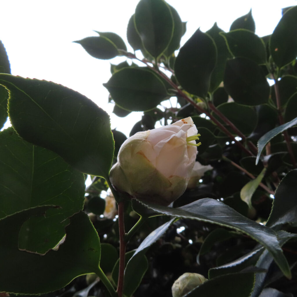 ツバキ（椿）　の無料写真