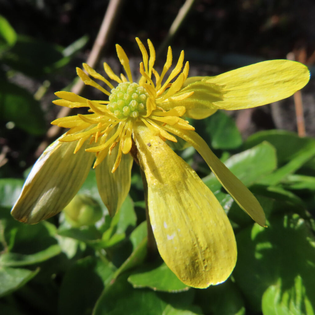 ヒメリュウキンカの無料(フリー)写真