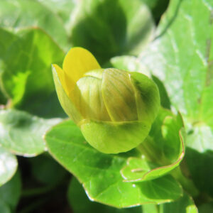 ヒメリュウキンカの黄金色の春花を撮るポイントを撮影した花写真