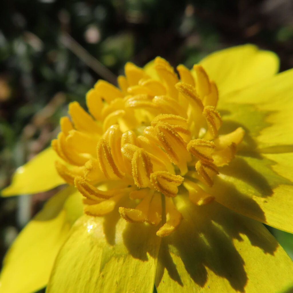 ヒメリュウキンカの無料(フリー)写真