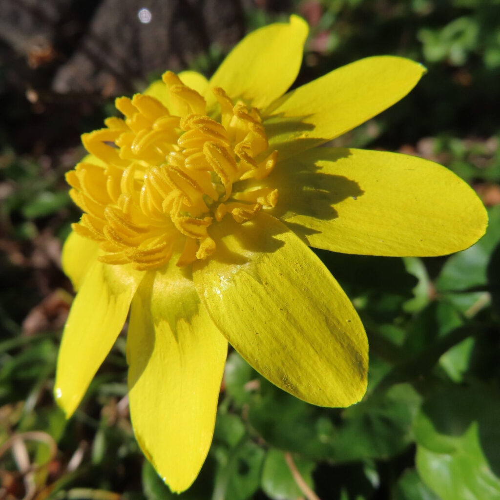 ヒメリュウキンカの無料(フリー)写真