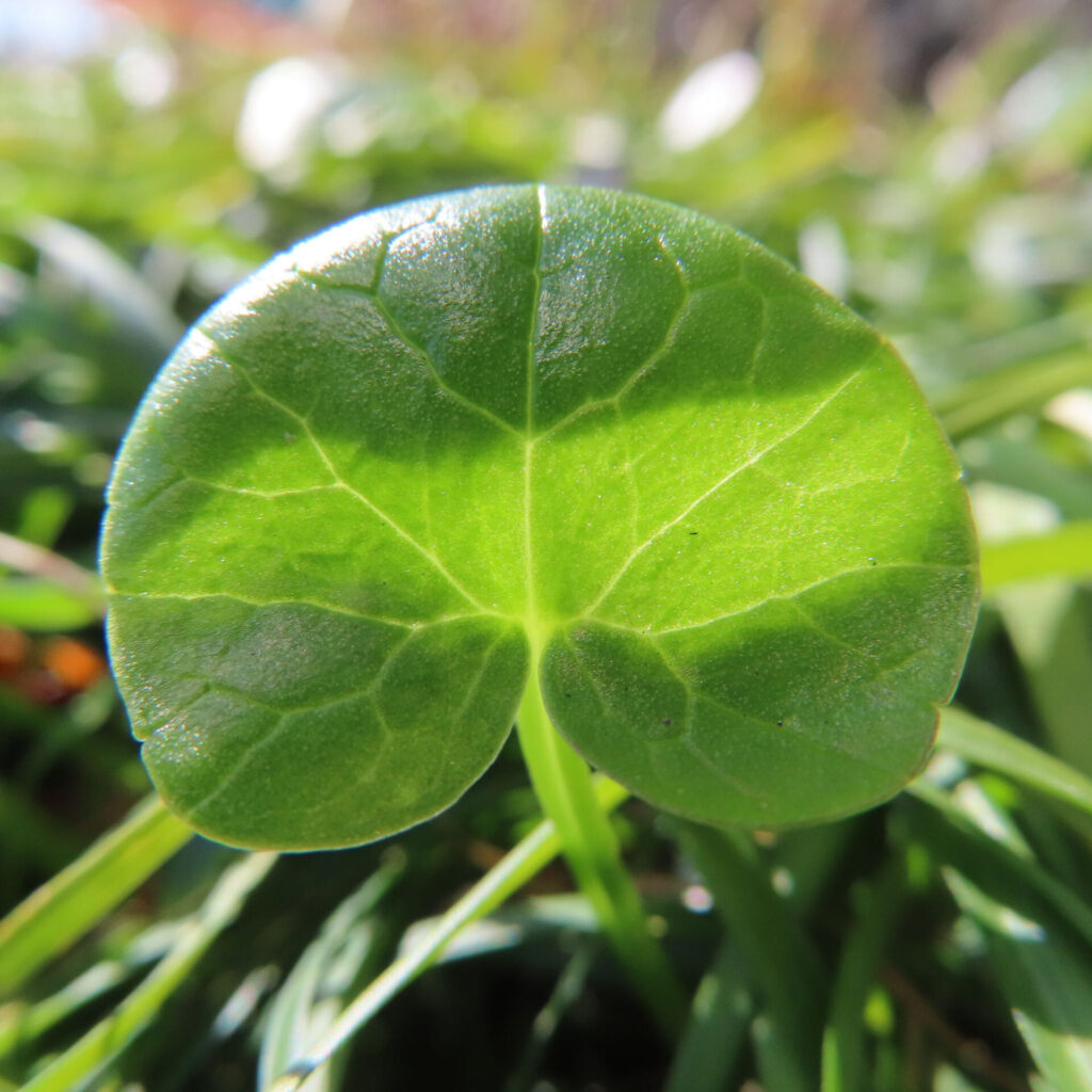 ヒメリュウキンカの無料(フリー)写真