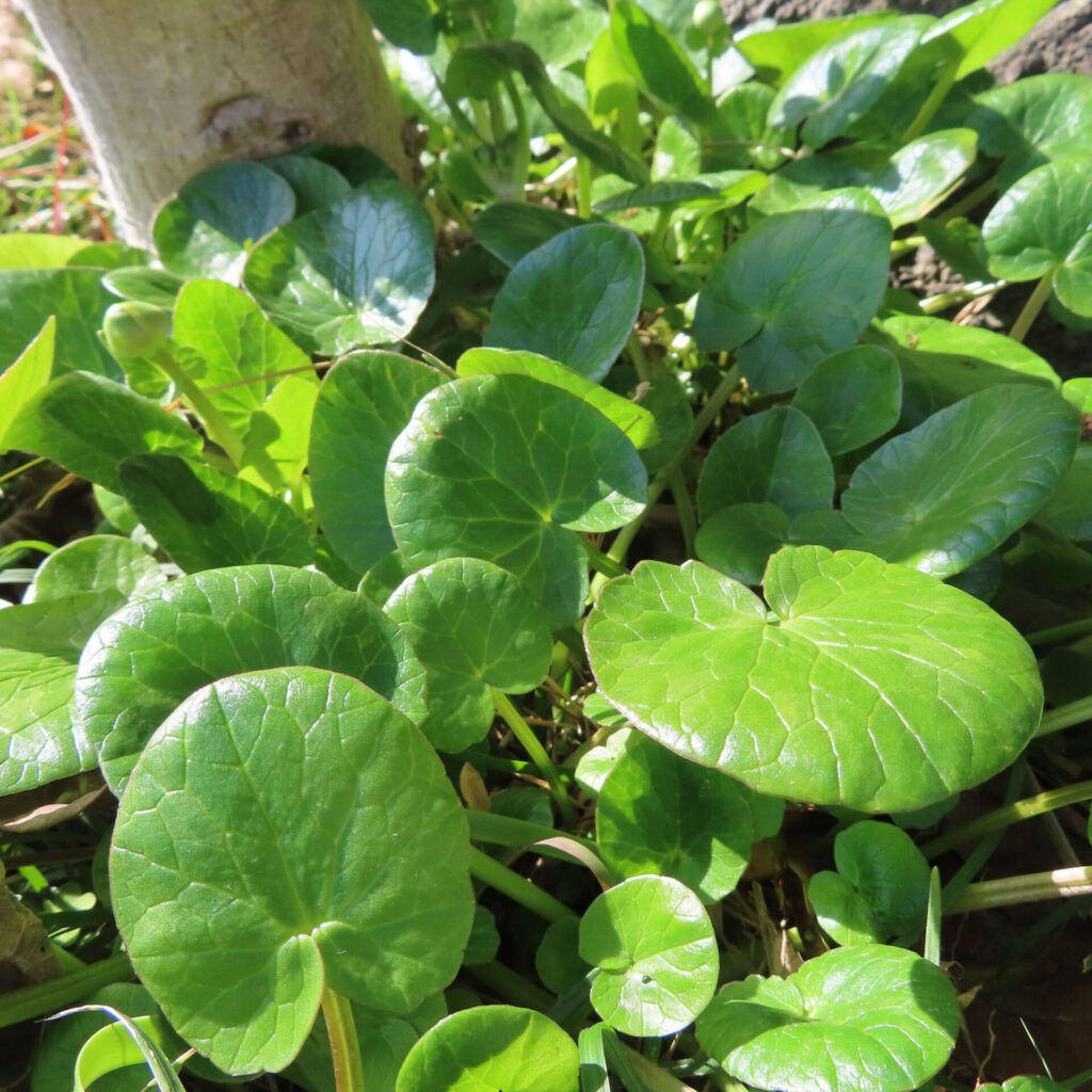 ヒメリュウキンカの無料(フリー)写真