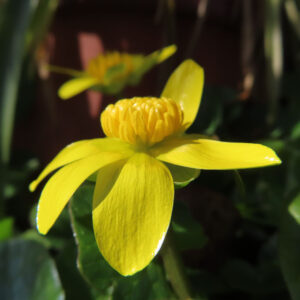 ヒメリュウキンカの黄金色の春花を撮るポイントを撮影した花写真