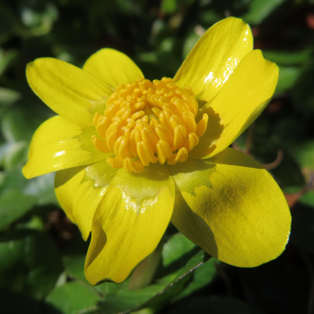 ヒメリュウキンカの無料(フリー)写真