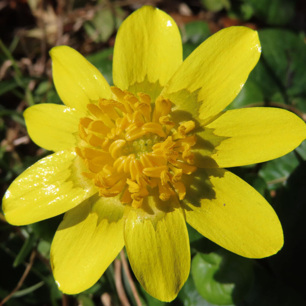 ヒメリュウキンカの無料(フリー)写真