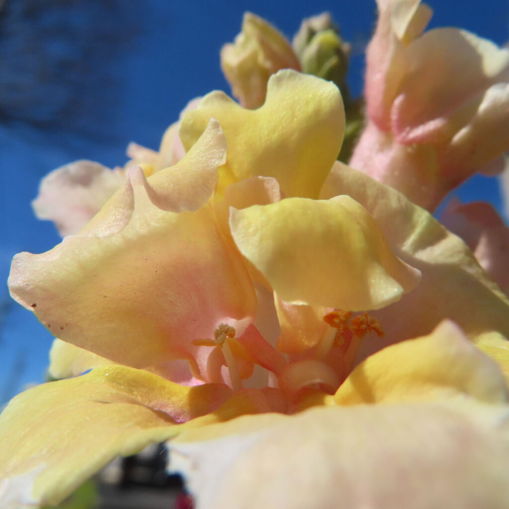 キンギョソウの無料（フリー）写真