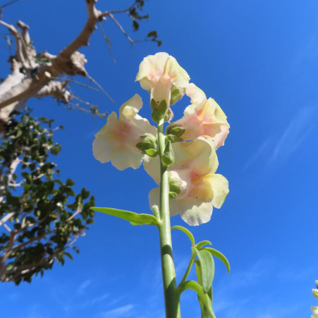 キンギョソウの無料（フリー）写真