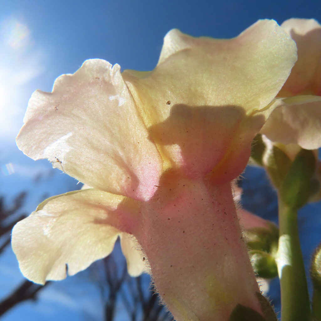 キンギョソウの無料（フリー）写真