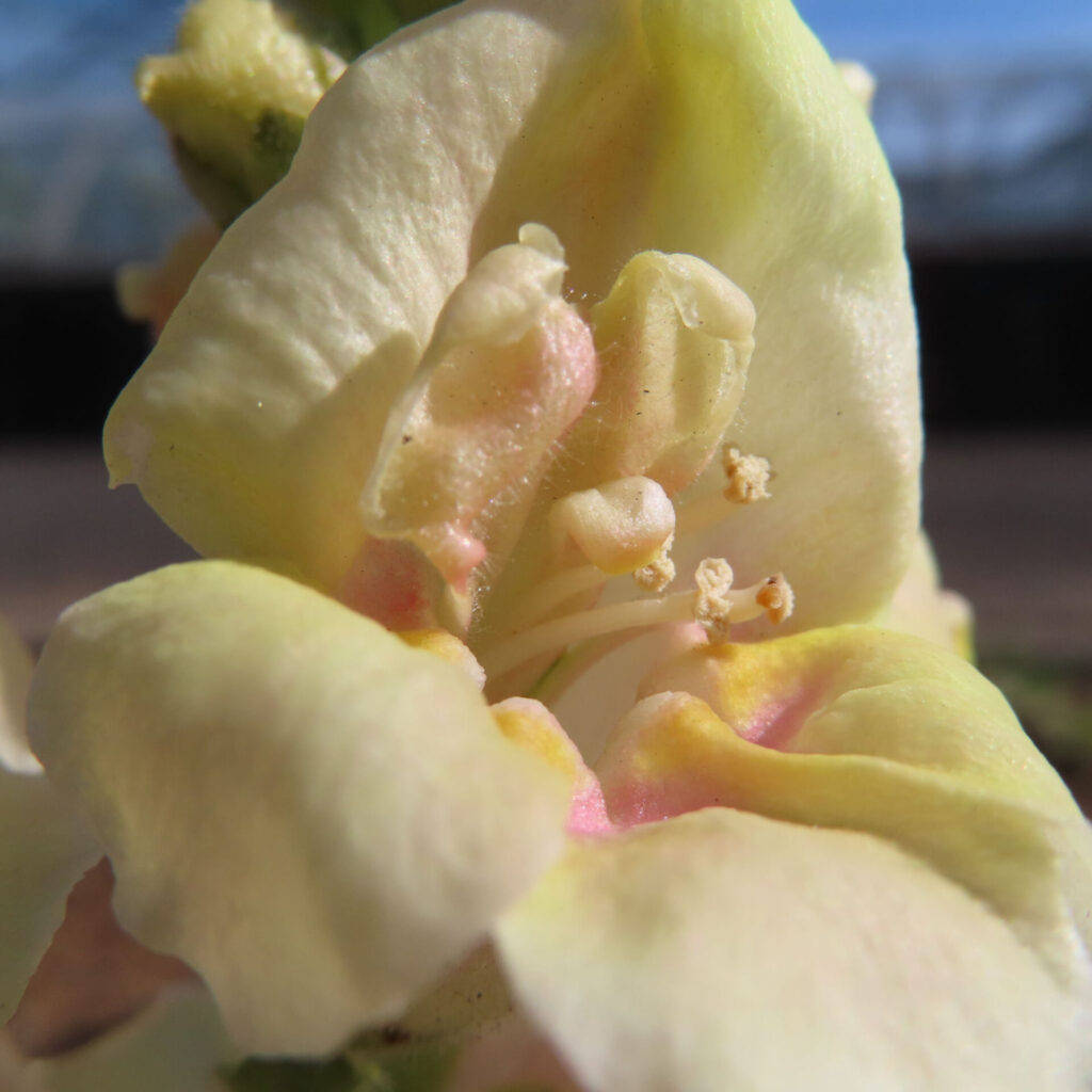 キンギョソウの無料（フリー）写真