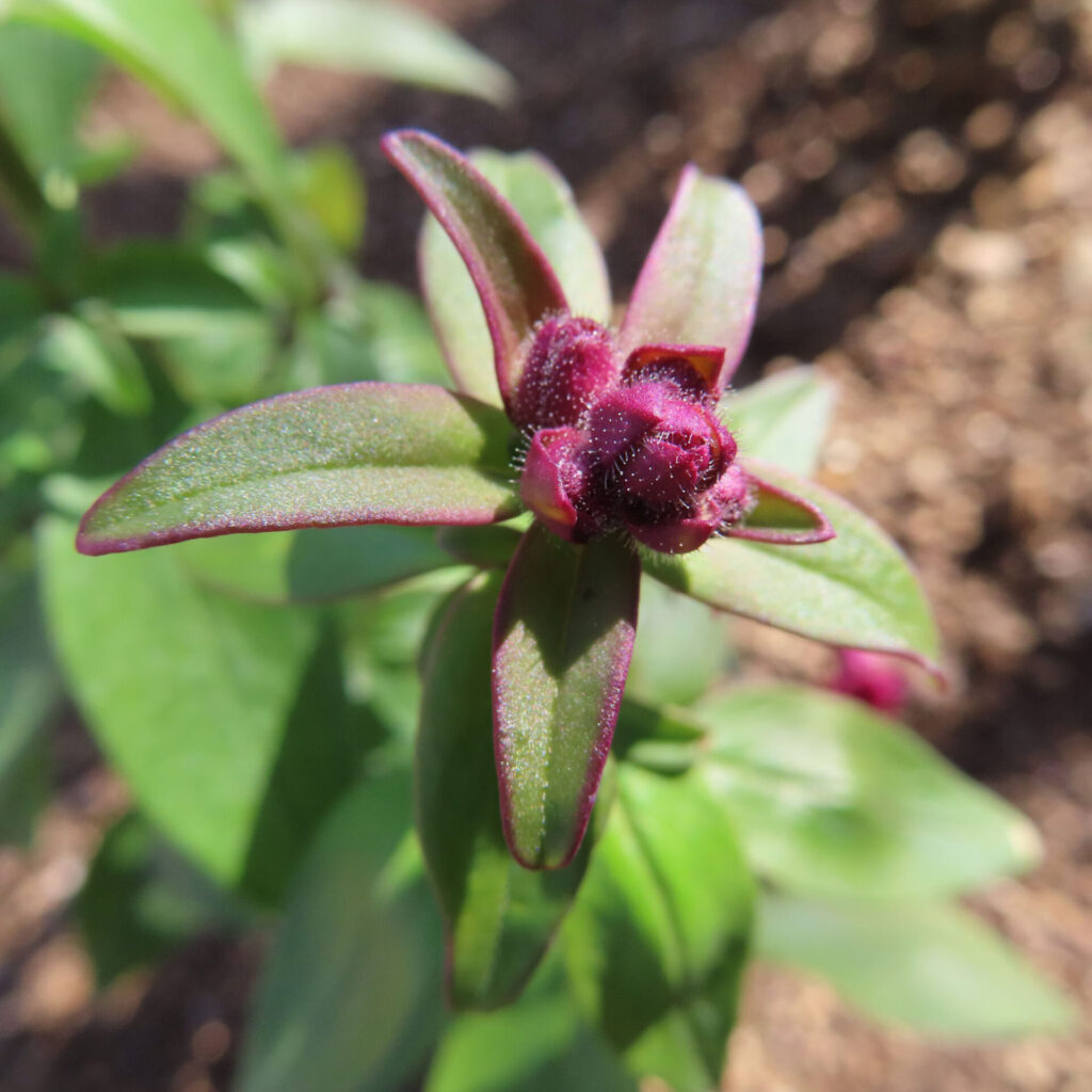 キンギョソウの無料（フリー）写真