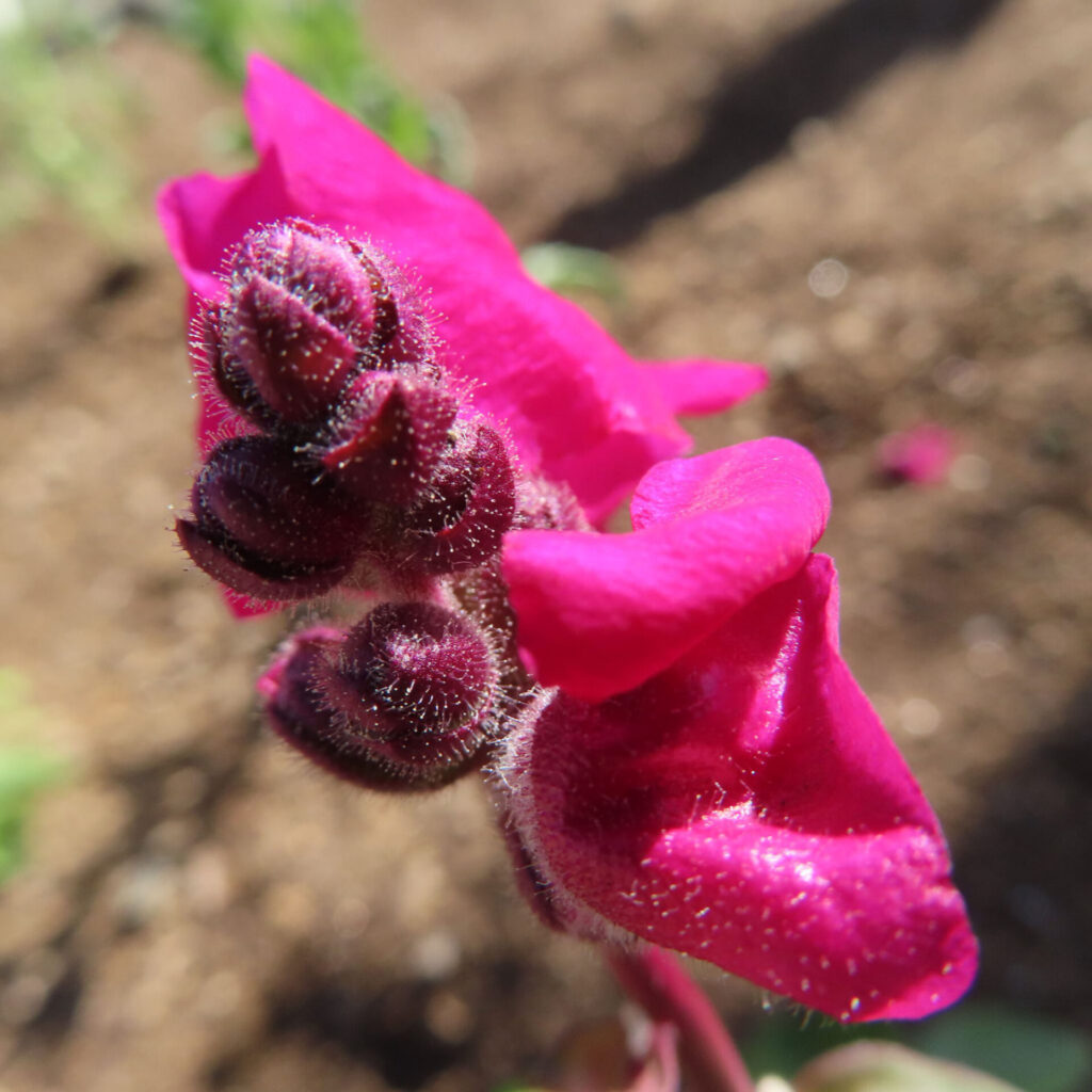 キンギョソウの無料（フリー）写真