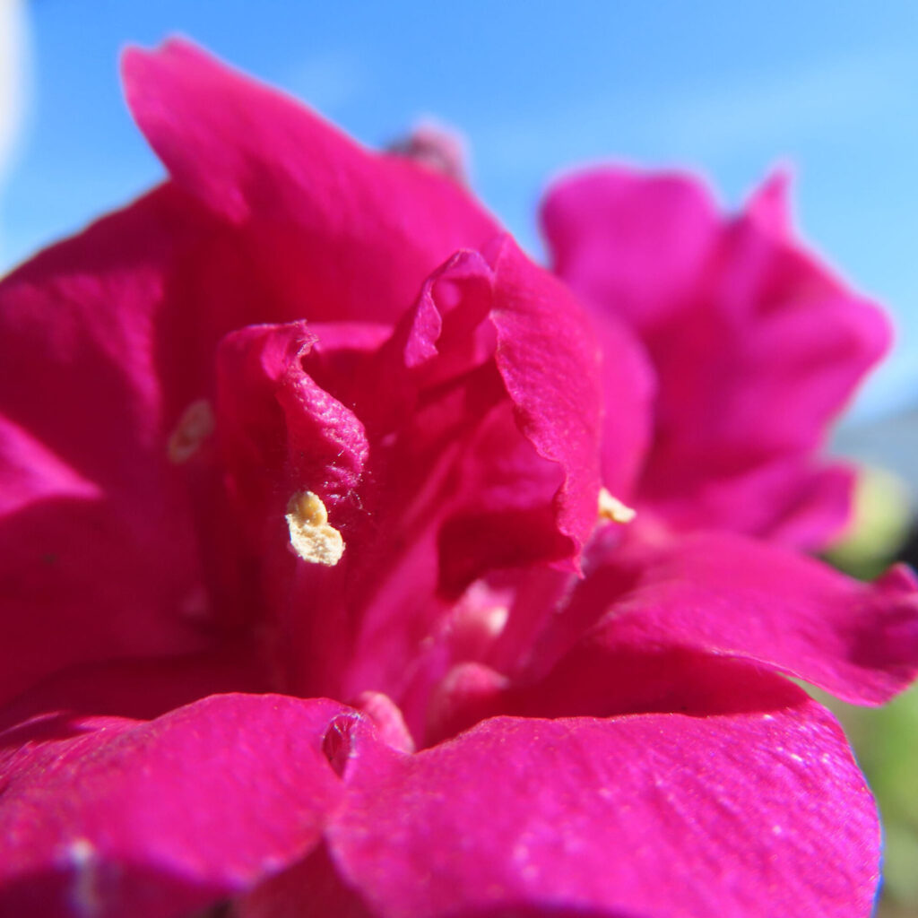 キンギョソウの無料（フリー）写真