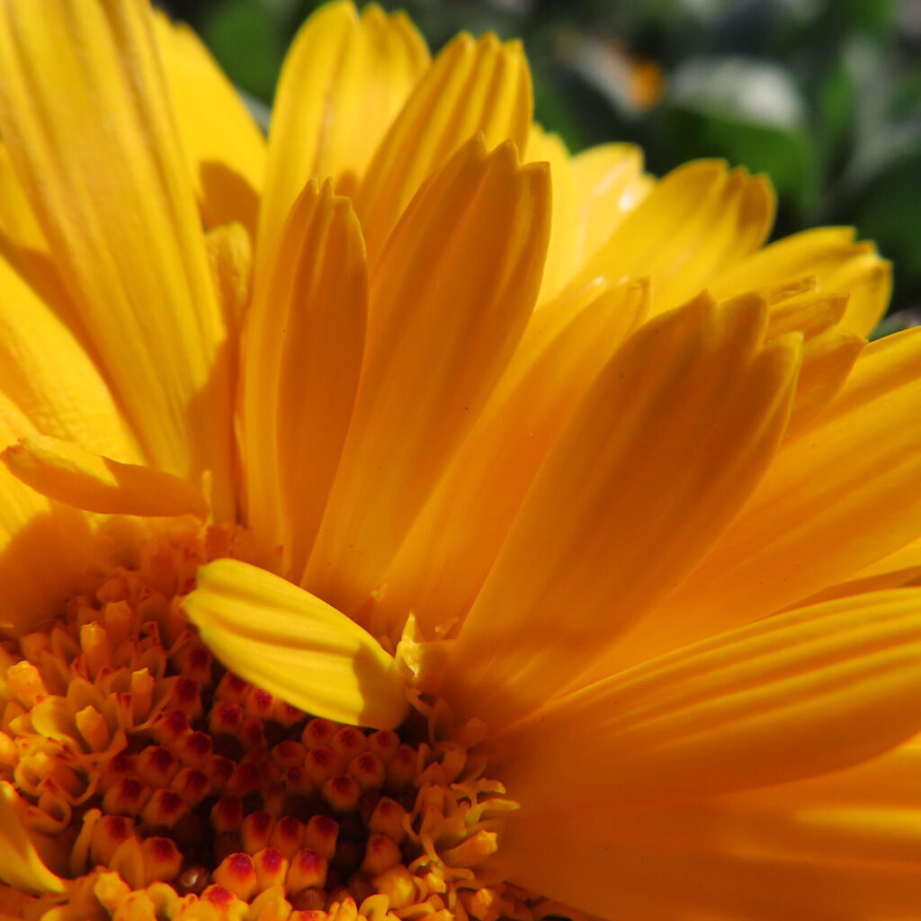 キンセンカの無料（フリー）写真