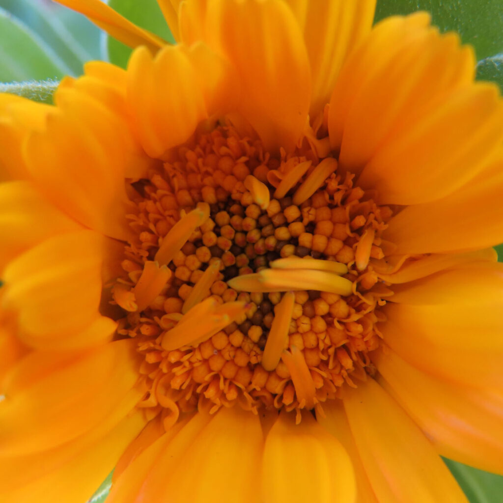 キンセンカの無料（フリー）写真