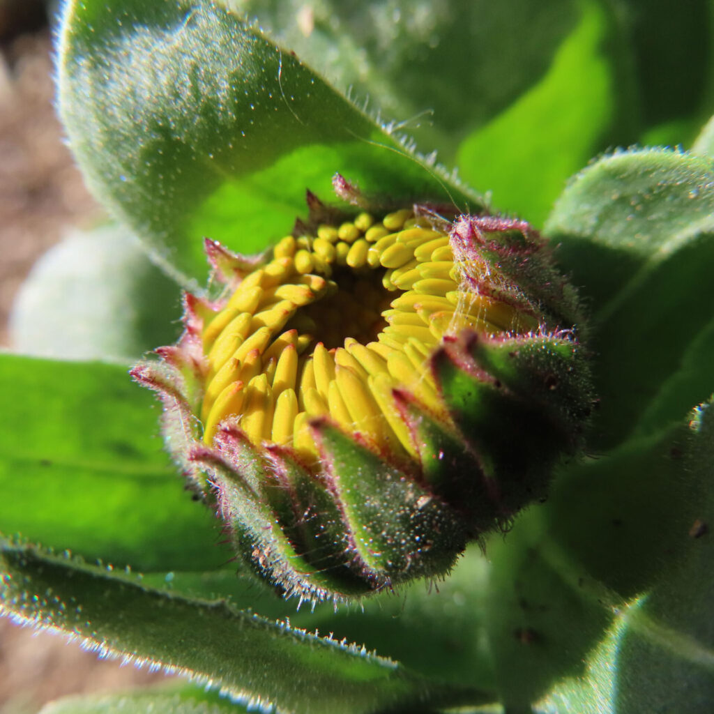 キンセンカの無料（フリー）写真