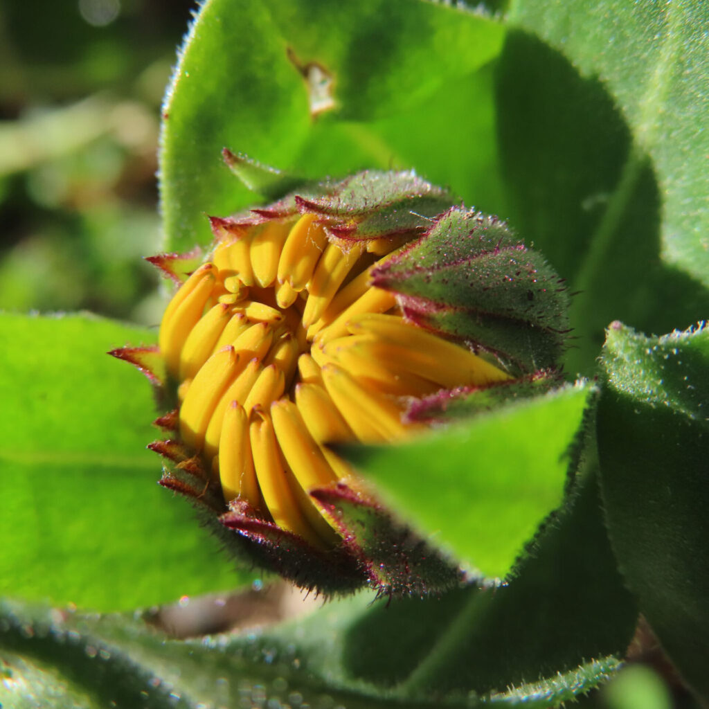 キンセンカの無料（フリー）写真