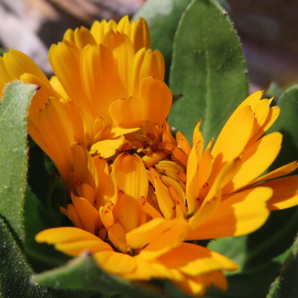 キンセンカの無料（フリー）写真