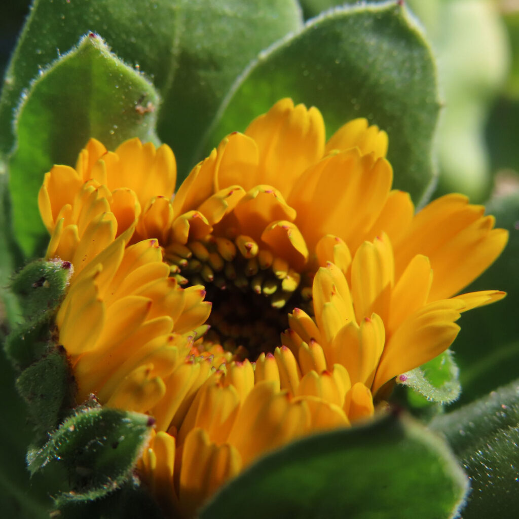 キンセンカの無料（フリー）写真