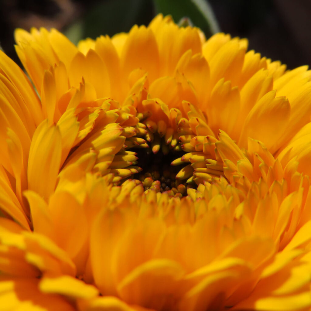 キンセンカの無料（フリー）写真