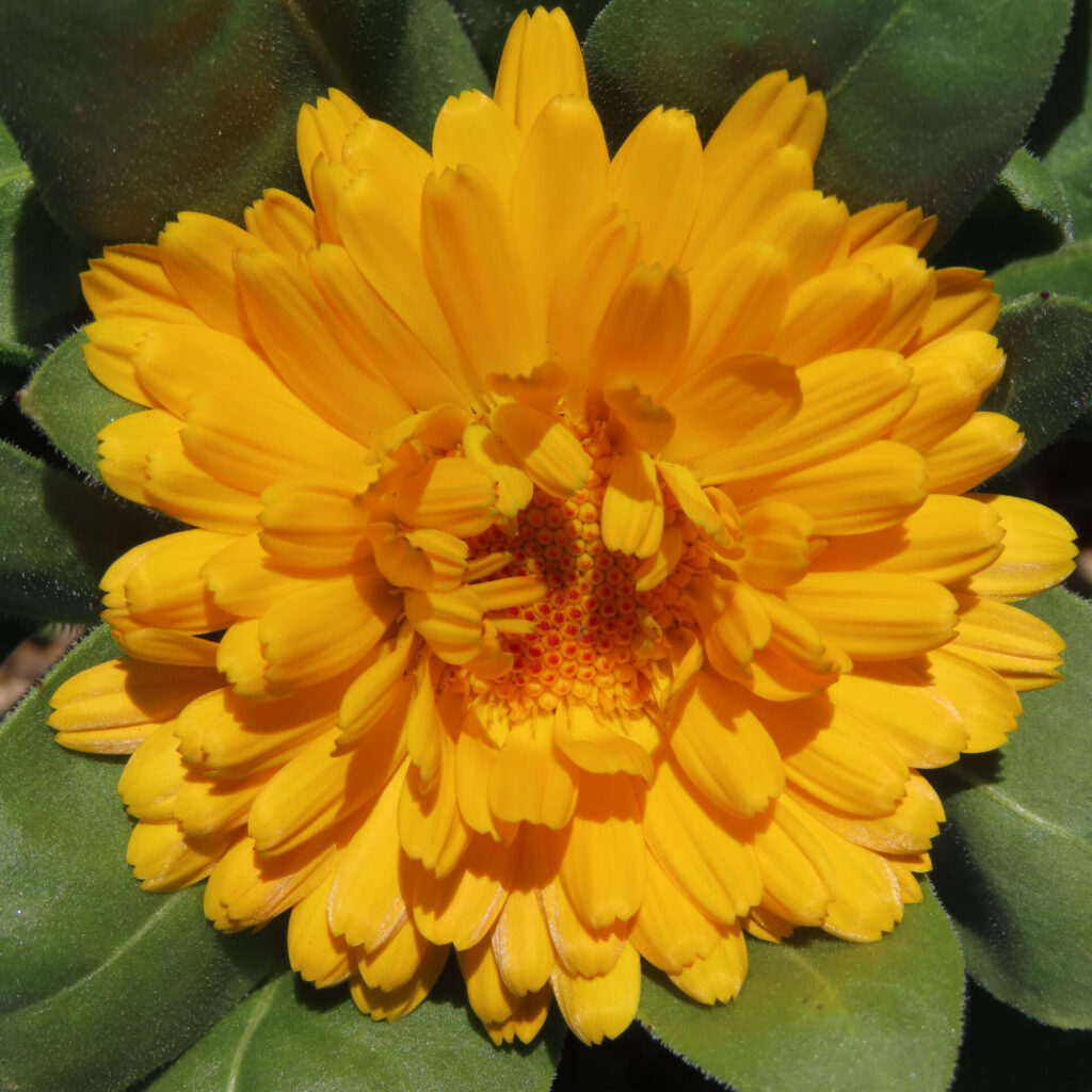 キンセンカの無料（フリー）写真