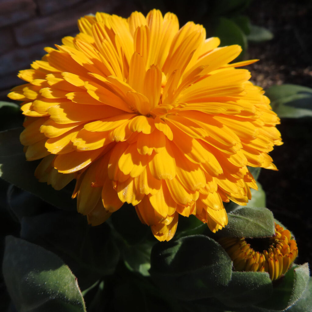 キンセンカの無料（フリー）写真