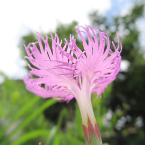 空を背景にしたカワラナデシコの花の裏側アップ写真