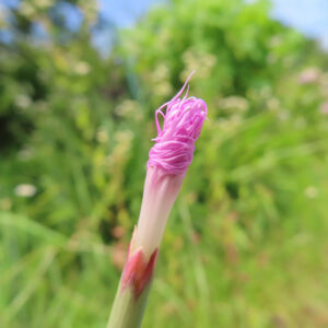 開花直前のカワラナデシコのつぼみを捉えた高精細写真