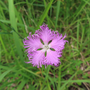 上から見たカワラナデシコの花（ピンク色の花弁が広がる様子）