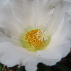 白いマツバボタンの花をマクロで捉えた花芯のクローズアップ写真