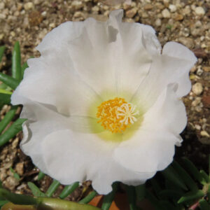 白いマツバボタンが開花した様子を真上から写した鮮明な写真