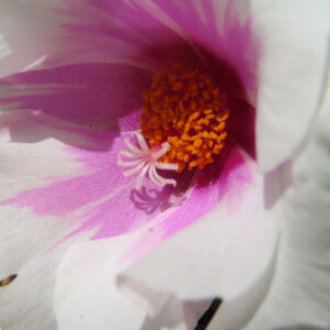 花弁に紫の模様が入ったマツバボタンの花芯を接写した写真