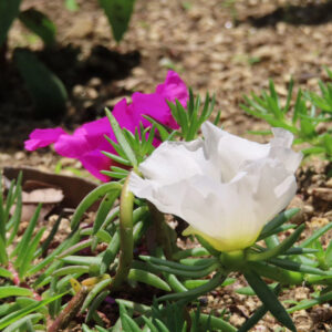 白いマツバボタンと奥に咲くピンクの花を横構図で撮影した写真