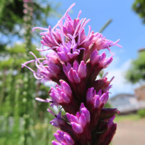 青空を背景に、リアトリス（ブレイジングスター）の紫色の花穂が咲き進む様子を接写で捉えた写真。上部の花弁が開き、細い雄しべが立ち上がる立体感のある構図