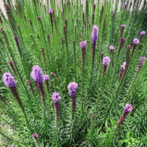 群生するリアトリスの細長い緑の葉の間から紫色の花穂が直立して咲く様子を上から捉えた夏のガーデン風景写真