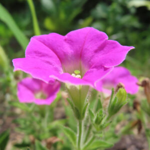 鮮やかなピンク色のペチュニアの花が咲く夏の庭園写真