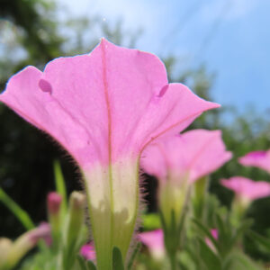青空の下で咲く薄桃色のペチュニアの花の背面を写した写真