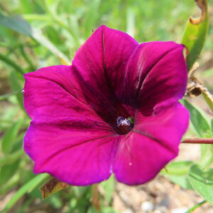 赤紫色のペチュニアの花びらに光が差す美しい接写写真