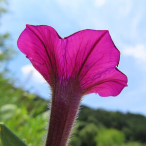 逆光に透けるピンクのペチュニアの花びらを見上げた写真