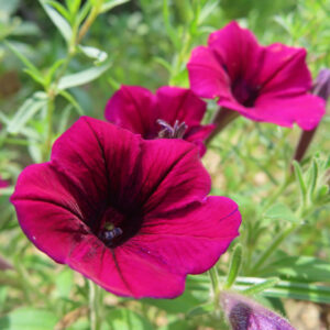 深紅のペチュニアが複数咲いている群生の夏の花写真