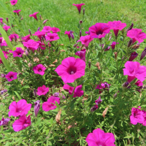 緑の芝生に映える満開のペチュニアの群生風景写真