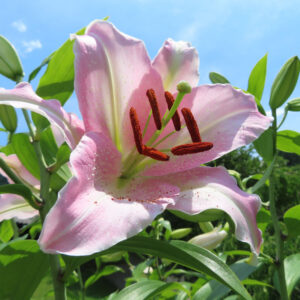 夏の青空の下で咲く淡いピンク色のカサブランカの花