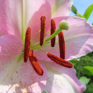 カサブランカの花芯をクローズアップした夏のマクロ写真