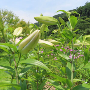夏の庭に並ぶカサブランカのつぼみ群、開花前の姿