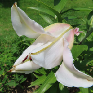 咲きかけたカサブランカの花、淡く色づくつぼみ