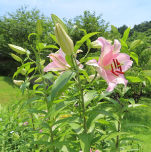 背丈の高いカサブランカが咲く夏の花壇風景