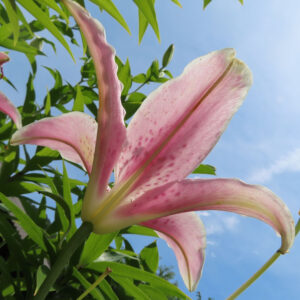 青空を背景に、下から見上げたピンク色のユリ（オリエンタルリリー）の花びらが反り返る姿をとらえた写真